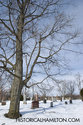 Large Tree And Tombstones