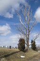 Old Cottonwood By Cemetery