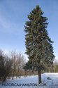 Old Spruce Tree