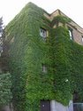 Chedoke Hospital - Central Building ivy