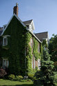 Ivy Covered Walls